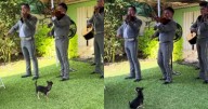Chihuahua roba miradas al disfrutar de un mariachi en vivo