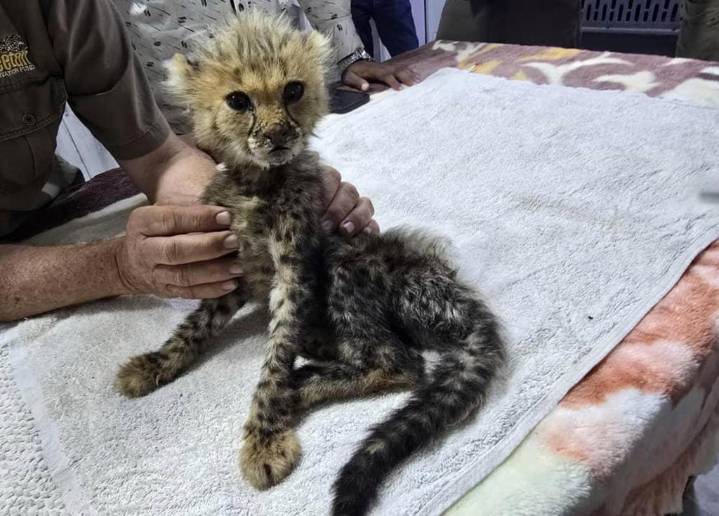 Cheetah cubs destined for the illegal trade in exotic wildlife rescued in Somaliland