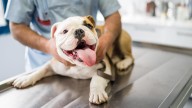 Local vets embrace AI for efficient pet care