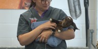 Birthing Pavilion at the Nebraska State Fair has live demonstration