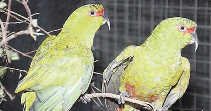 Cazador de loro choroy fue detenido en Coihueco: es una especie protegida