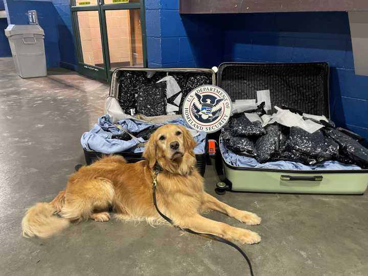 Muere K-9 Cali, heroína de la unidad antidrogas en aeropuerto CLT