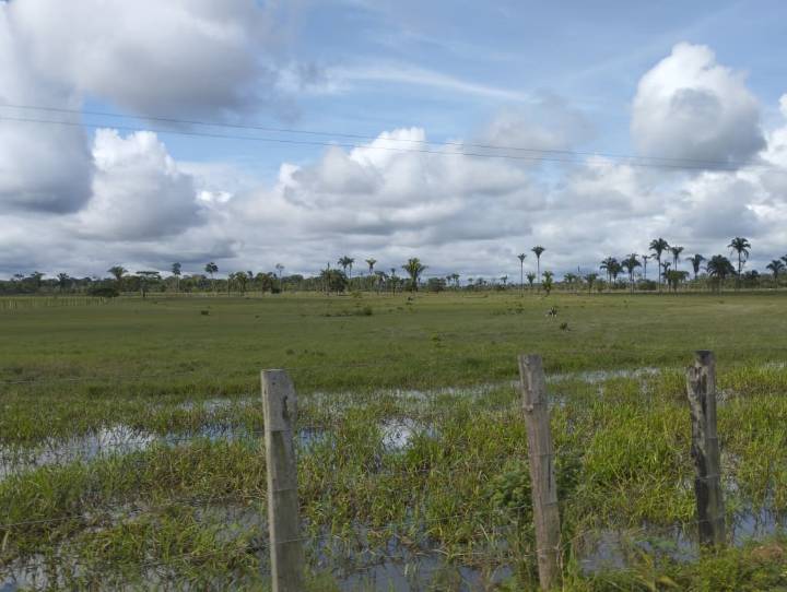 Lluvias dejan pérdidas a productores agropecuarios en Apure
