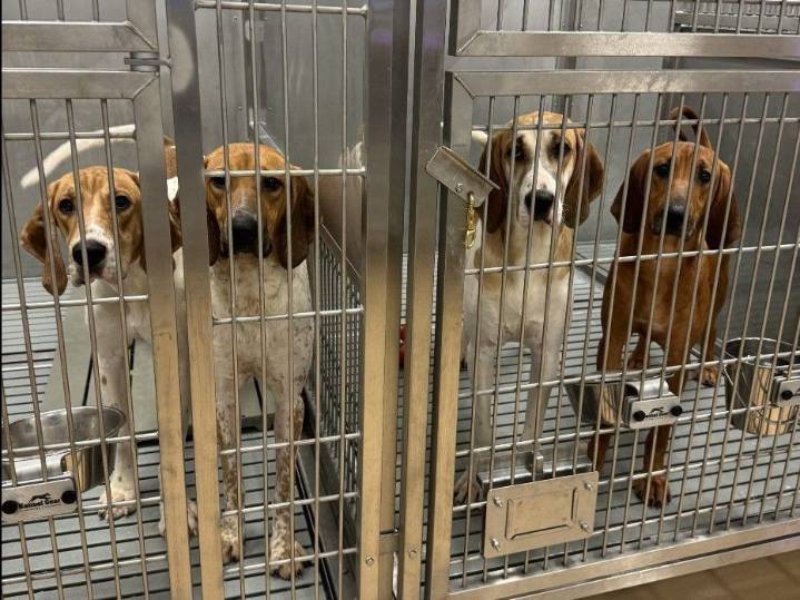 Vigil for dogs killed in research to be held Saturday at St. Joseph's