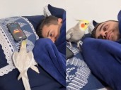 Loro replica la alarma de celular y sorprende a millones en TikTok