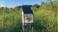 Conejos robots: la curiosa estrategia para controlar la plaga de pitones birmanas en Florida