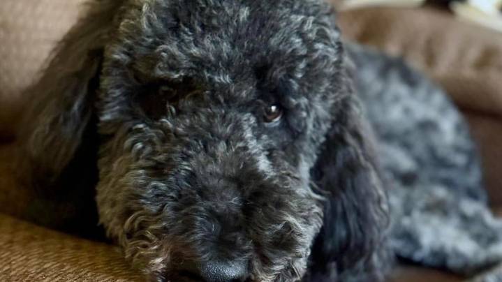 This metro Atlanta therapy dog is up for a national hero dog award; here's how to vote
