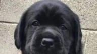 Maltrato animal: buscan identificar a los responsables del envenenamiento de mascotas en Las Cañitas