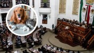 Congreso CDMX ratifica a animales como seres sintientes