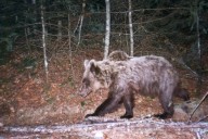 Buscan en el norte de Japón a un jóven atacado y arrastrado por un oso