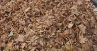So THAT's Why Leaves Turned Brown So Early This Year