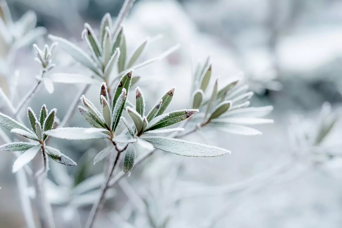 First Frost Of The Season Arrives In New York in August