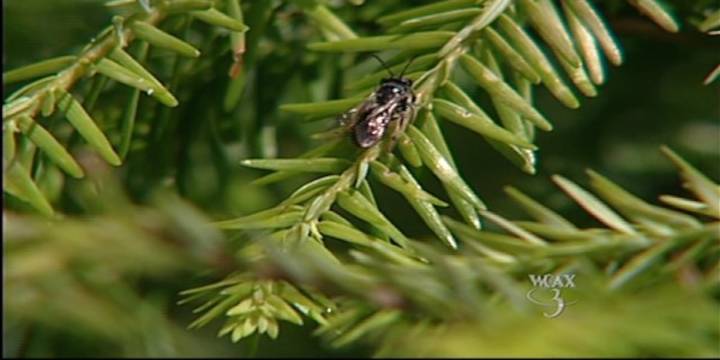 Sap-sucking invasive insect spotted in New York’s North Country