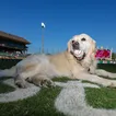 Early Addition: Dogs are pooping on a Bushwick Little League field