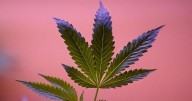Senator Amy Klobuchar seeks grant funding for hemp and micro