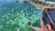 Moon jellies brings unusual sight to water’s surface in Newport Beach