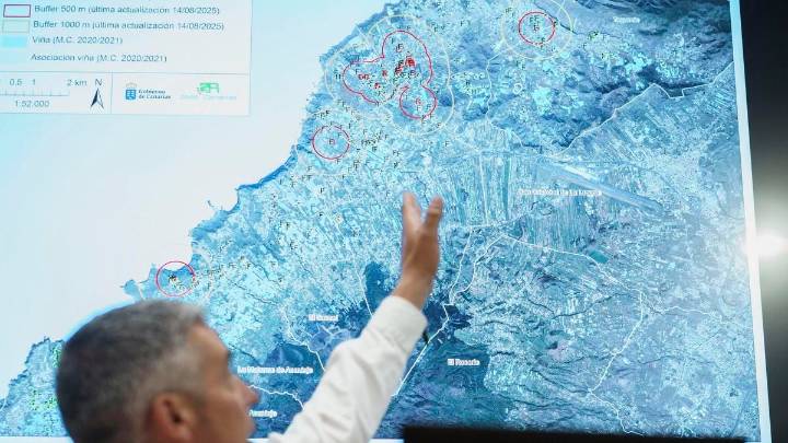Canarias se blinda contra la filoxera: exige al Estado el freno a la entrada de uva de la Península