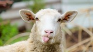 Paralyzed sheep masters driving with joystick, brings joy to animal sanctuary