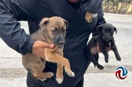 Rescatan a dos cachorros ofrecidos en venta en la garita de San Ysidro