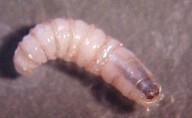 Contagios de gusano barrenador en humanos se extienden a Yucatán y Tabasco; suman cuatro entidades con casos confirmados