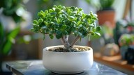 No es solo agua: el ingrediente que hay que ponerle al árbol de jade para que florezca en menos tiempo