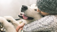 Universidades permiten mascotas en dormitorios estudiantiles