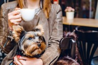 Woman Slams Man for Bringing His ‘Scared’ Daughter to Dog