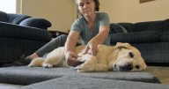 A bit more than belly rubs: Dog massage therapy brings healing, comfort to Colorado pups