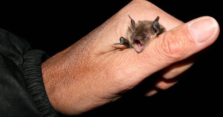 Rabid bat confirmed in Minidoka County