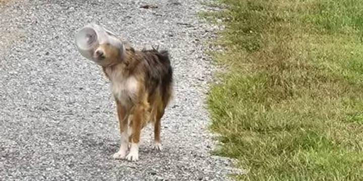 VIDEO: Lost dog with head stuck in snack jar found in Pennsylvania cornfield