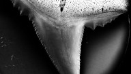 Ocean Acidification Could Make Shark Teeth Weaker – And The Effects May Undermine The Ocean Ecosystem