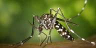West Nile Virus detected at 2 Bridgeport attractions, officials say
