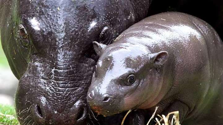 Eva, la hipopótama pigmea que se quedó sin su 'pareja' checa por las sanciones contra Rusia