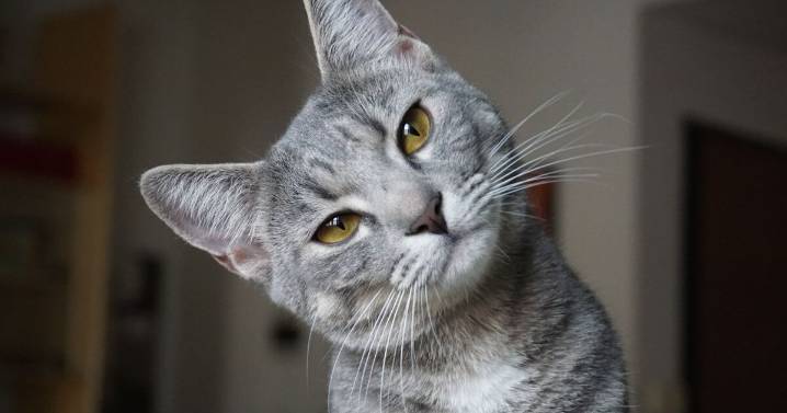 Día Internacional del Gato: por qué se celebra el 8 de agosto y cuál es significado