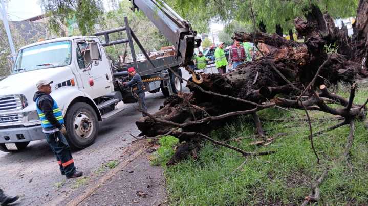 PC Estatal retira árbol caído en el Eje Metropolitano