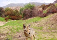 Coyotes chewing on the plastic driplines and other gardening issues