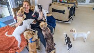 Mascotas abandonadas por deportados agravan crisis de refugios