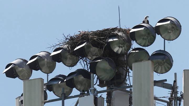 Ospreys Nesting on Stadium Light Pole Disrupts Minnesota High School’s Fall Sports Season