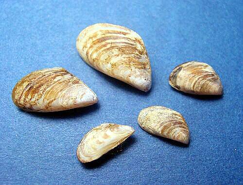 No Idaho quagga mussels detected yet in 2025