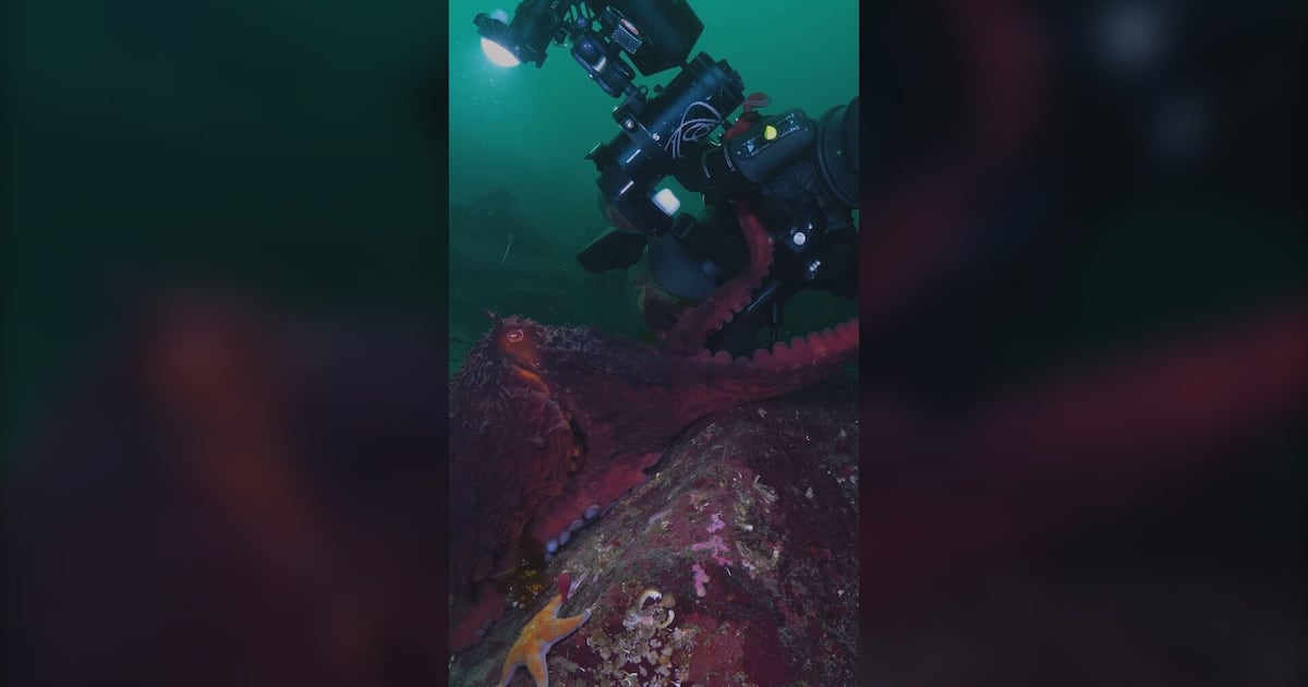Videographers capture footage of giant Pacific octopus in Nanoose Bay, B.C.