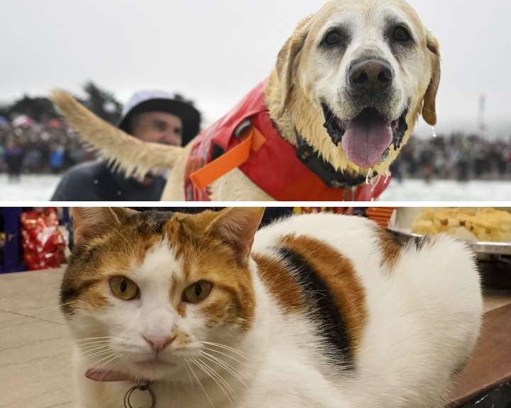 Pet food recalled over Salmonella, Listeria contamination