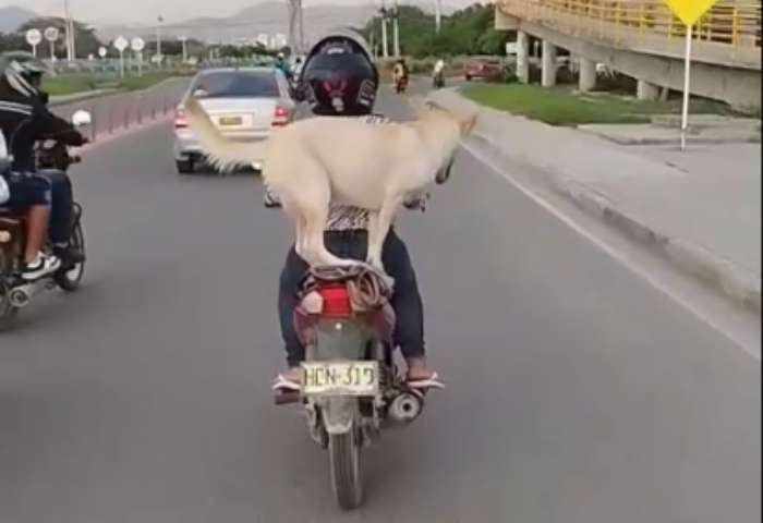 EN VIDEO: Indignación por mujer que transportaba a su perro sin protección en moto en la Troncal del Caribe