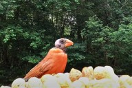 Why Are Northern Cardinals Losing Their Head Feathers?