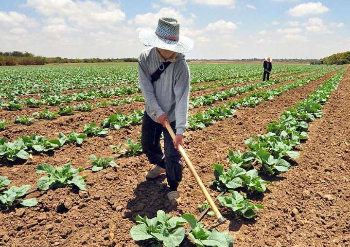 Productores alertan sobre desplome en ventas de frutas y hortalizas por caída del consumo