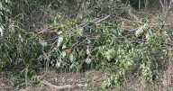 Disc golf course cuts into coyote den at Hammond park