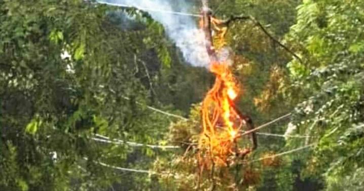 Tree Branch Catches Fire On Powerline, Causes Madison Power Outage