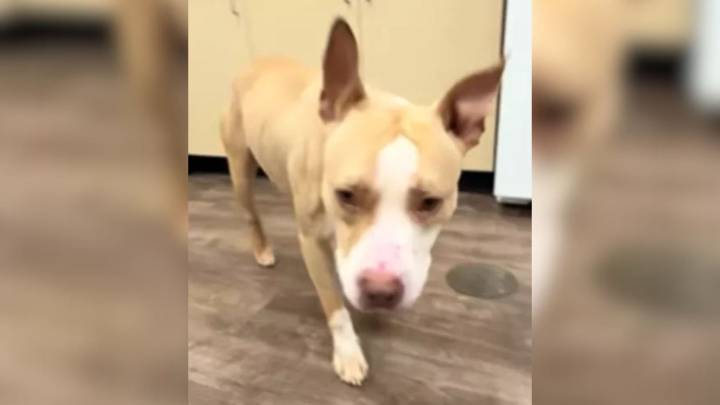 Sorrowful Dog Didn’t Know What To Do After Being Left At Illinois Shelter By Her Owners Who Were Allergic