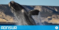 18:14 Récord de ballenas francas: el impactante crecimiento en 25 años y un dato esperanzador sobre las crías