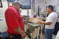 Hembra de venado herida da a luz tras ser rescatada en Jalisco (Videos)