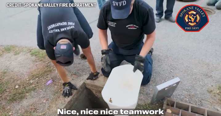 Spokane Valley firefighters save baby quail from storm drain